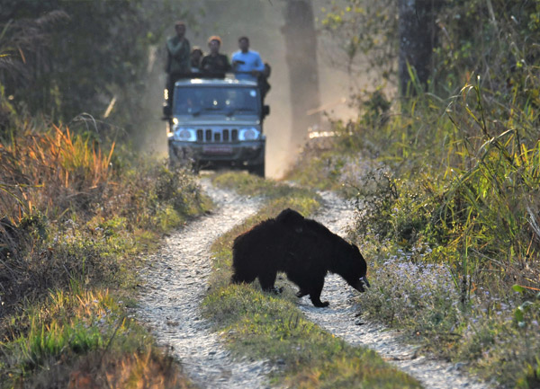 Chitwan Jungle Safari Tours