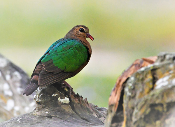 Chitwan National Park Exploration