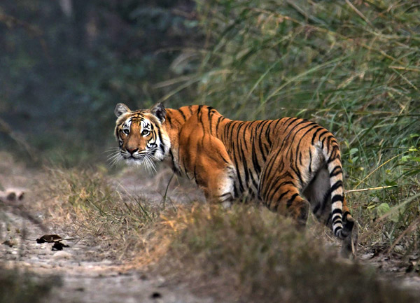 Chitwan Tiger Tracking Tour