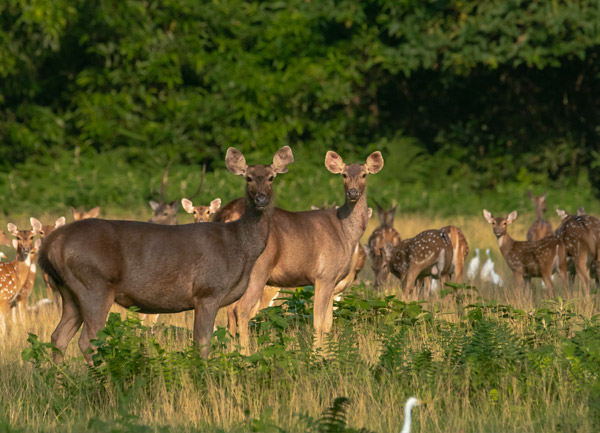 Chitwan Wilderness Experience