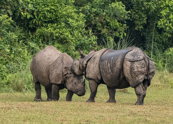 Wildlife Photography Tour in Chitwan