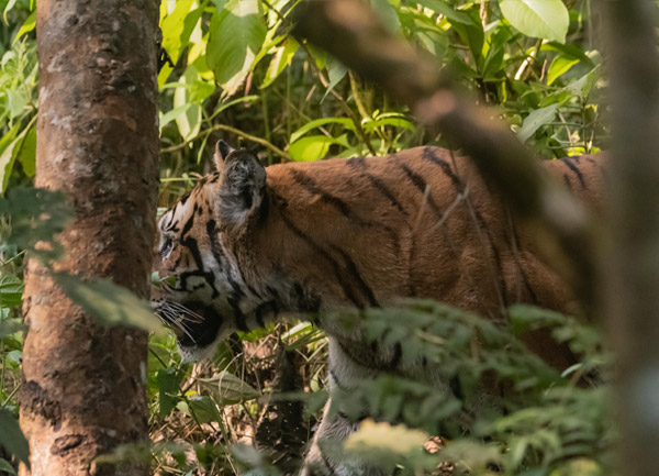 Wildlife Photography Tour in Nepal